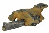 Fossil Mud Lobster (Thalassina) - Australia #109286-3